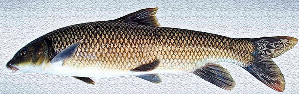 Luciobarbus microcephalus_06.jpg